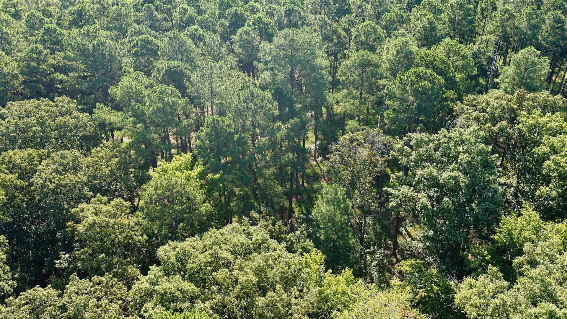 0 Lewis Mill RD - Photo 16
