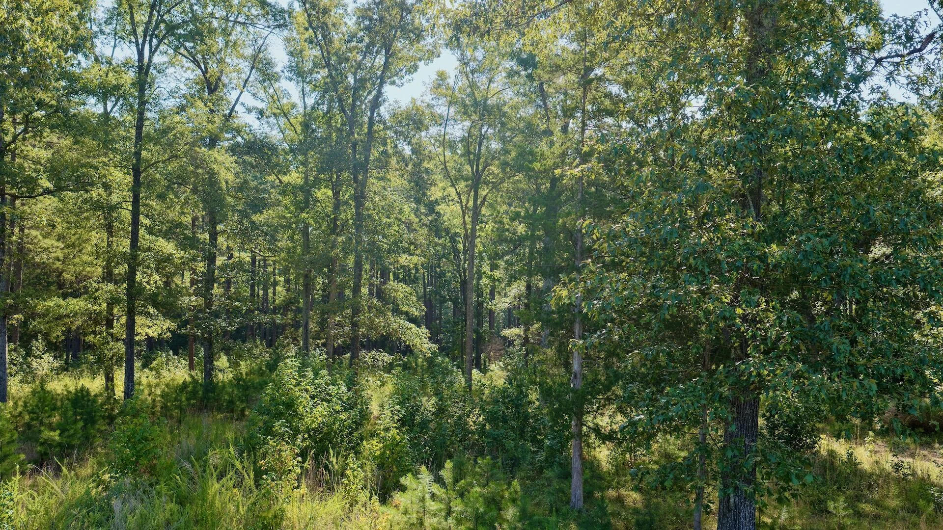 0 Lewis Mill RD - Photo 17