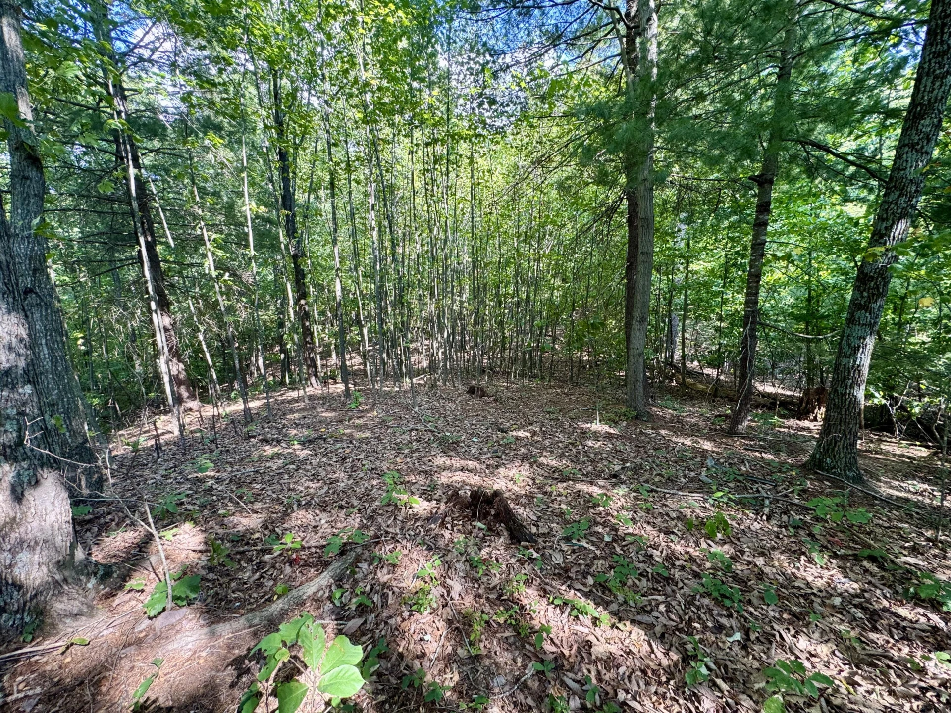 0 Allie LN - Photo 7