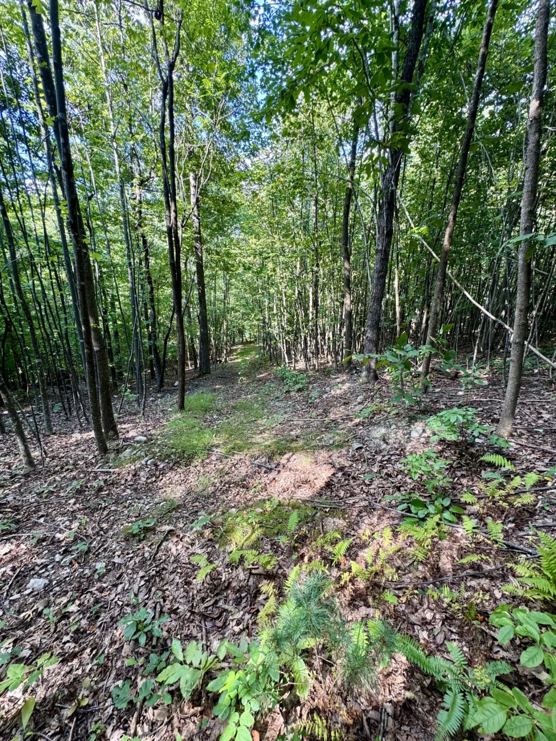 0 Allie LN - Photo 11