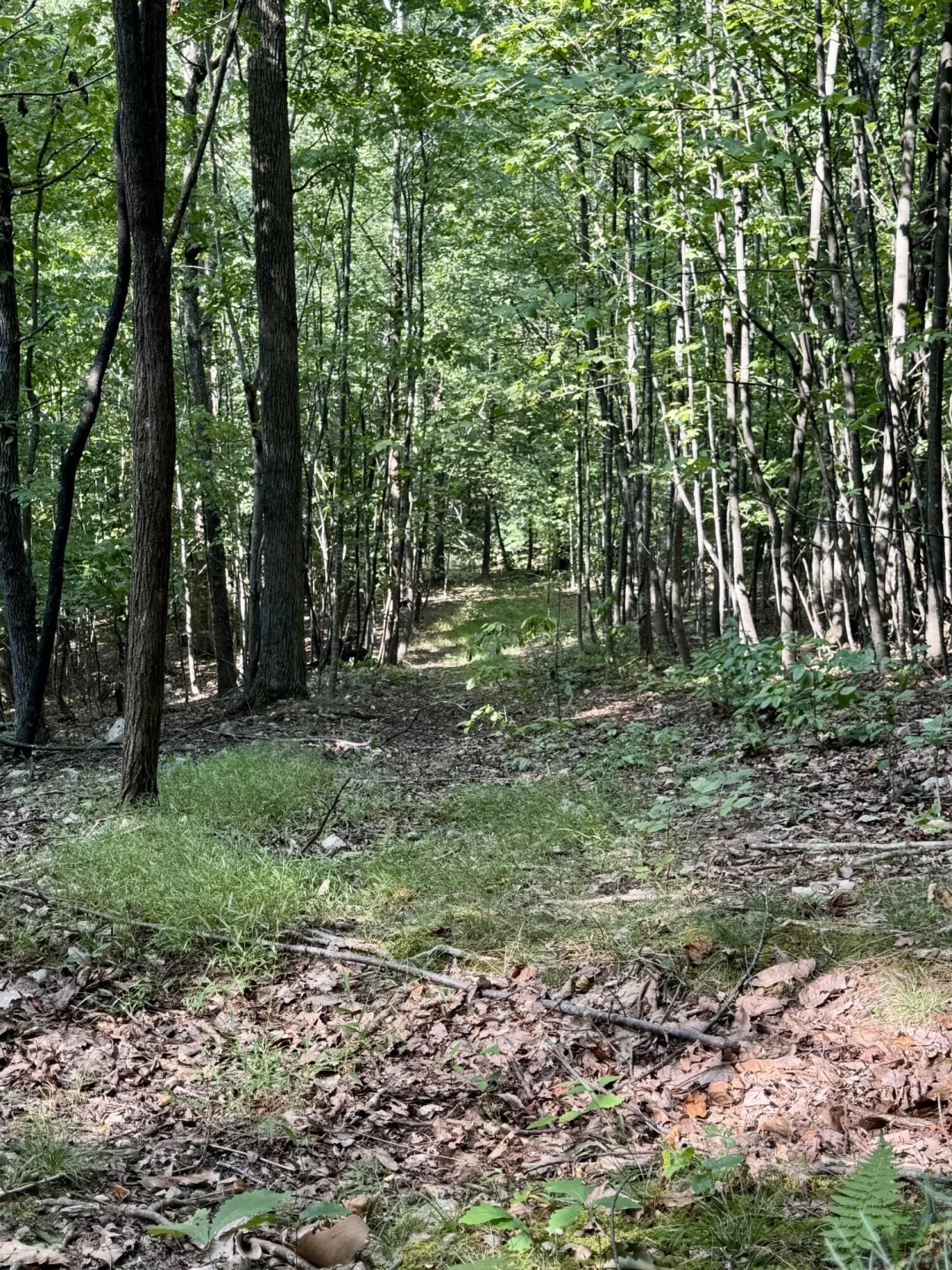 0 Allie LN - Photo 12
