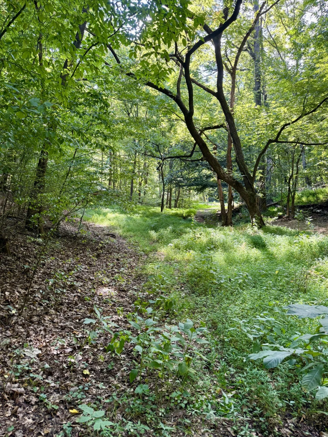 0 Allie LN - Photo 15