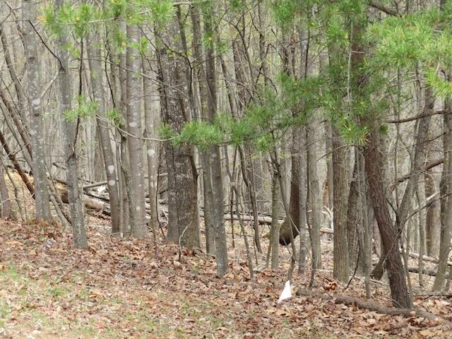 Lot 13 Woodshire DR - Photo 7
