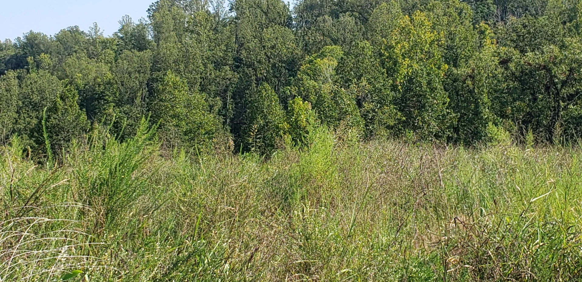 Lot 29 Moorman RD - Photo 10