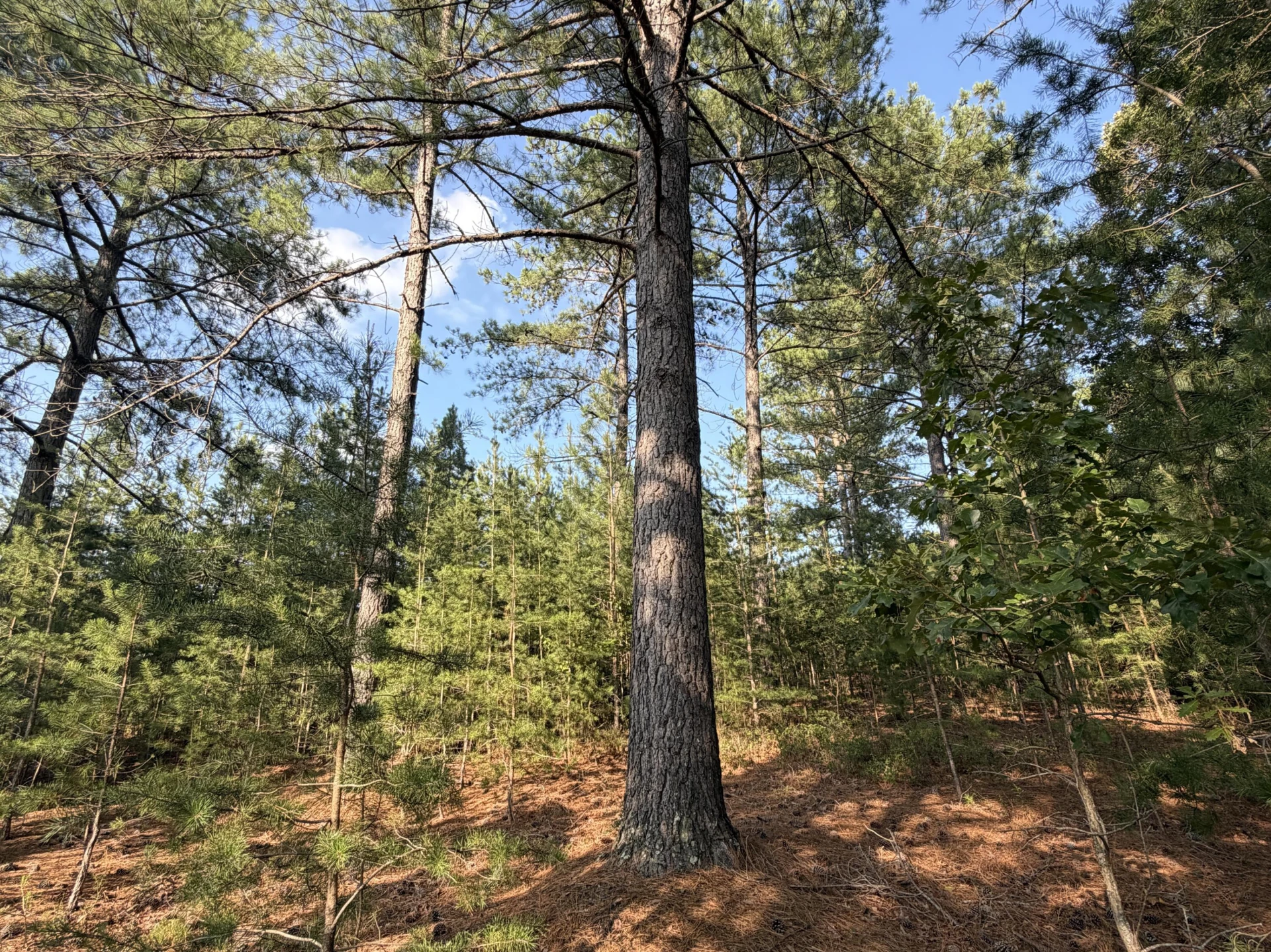 Lot 98A Greenberry DR - Photo 21