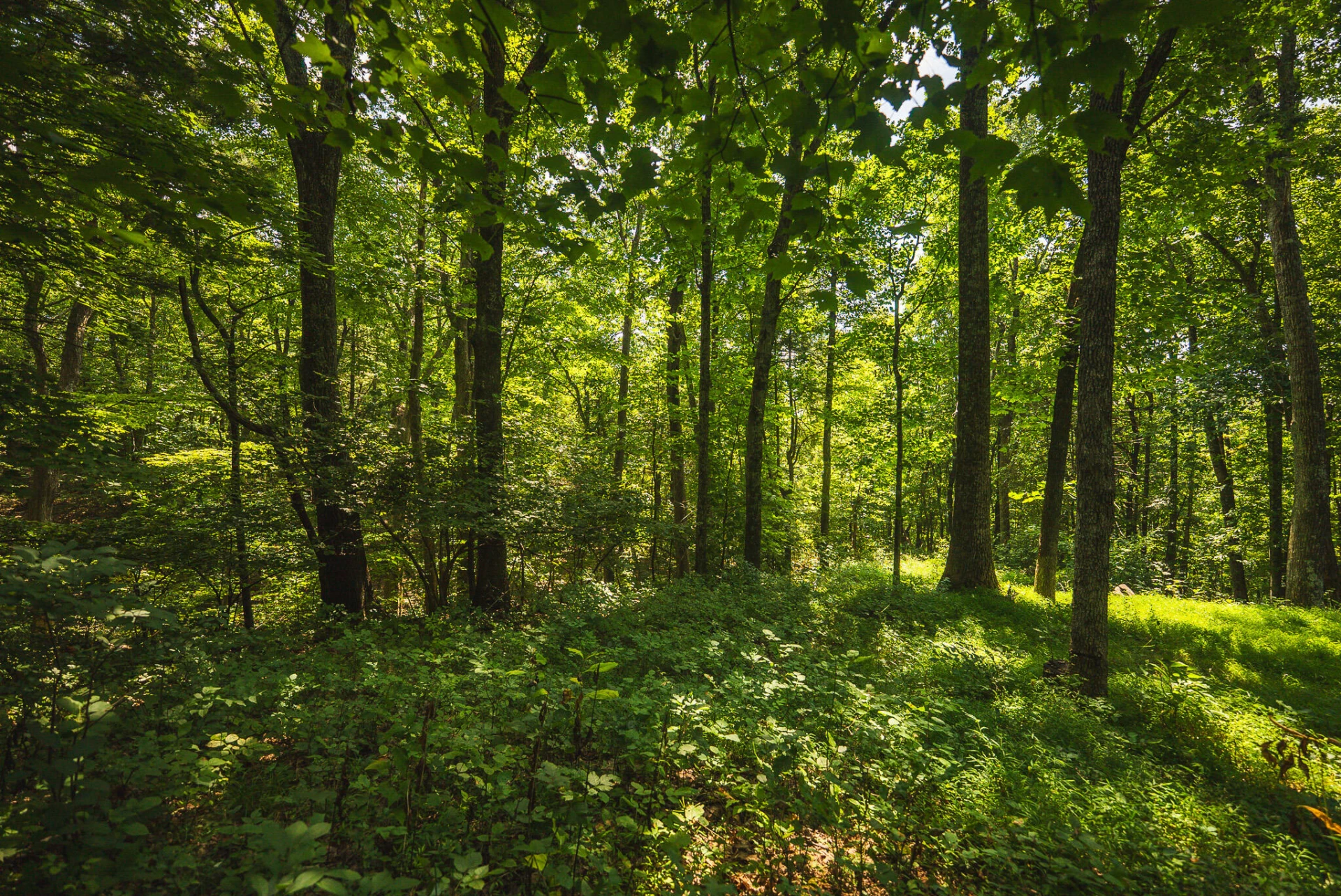 8535 Willett LN - Photo 42