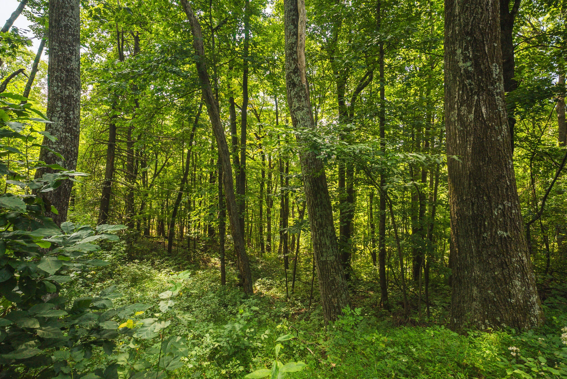 8535 Willett LN - Photo 46