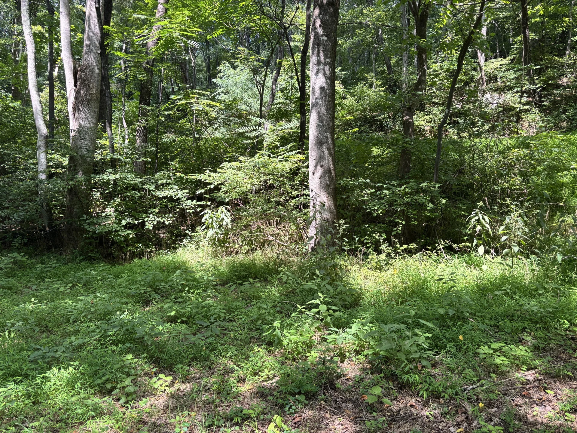2555 Shooting Creek RD - Photo 24