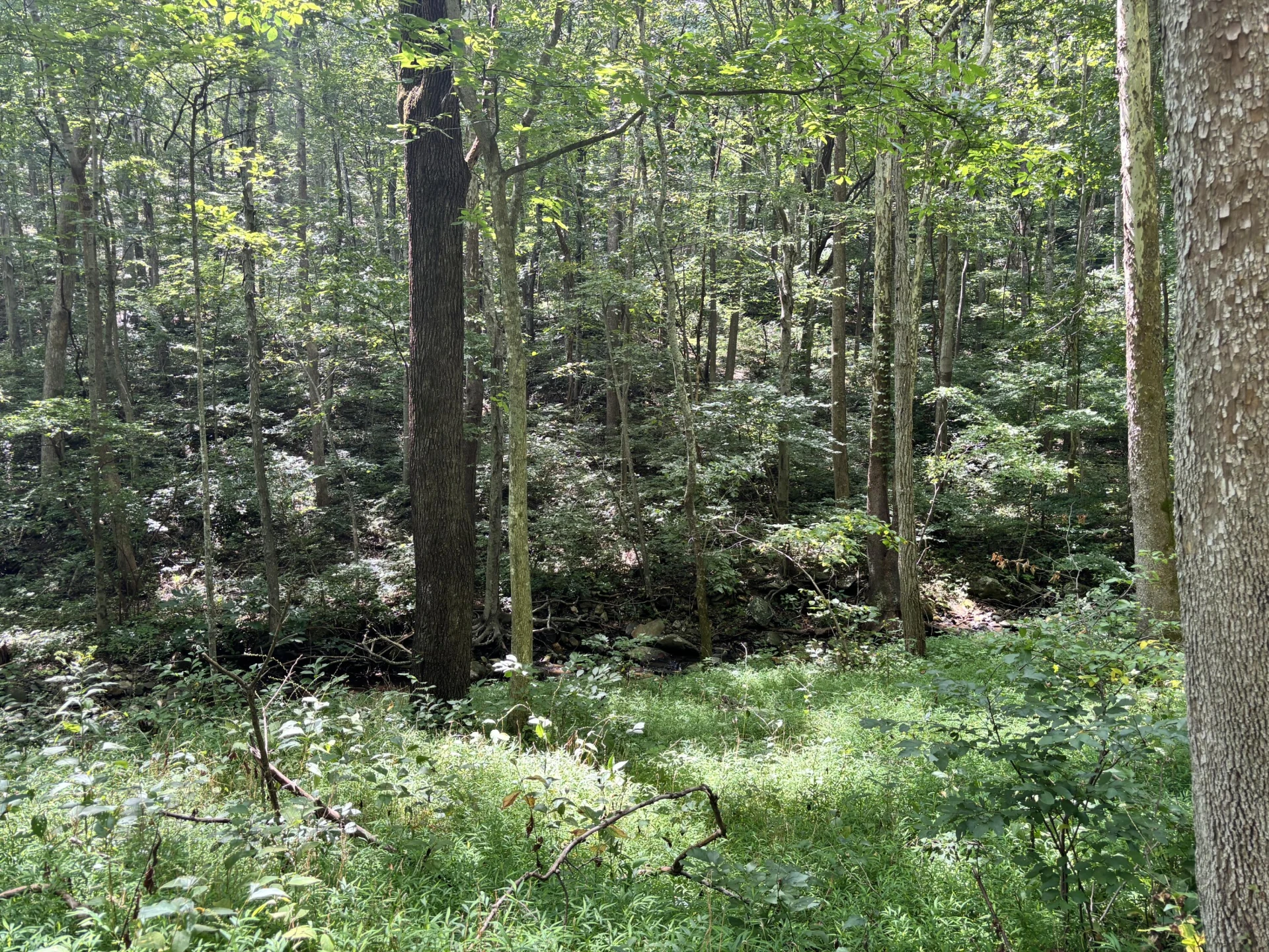 2555 Shooting Creek RD - Photo 26