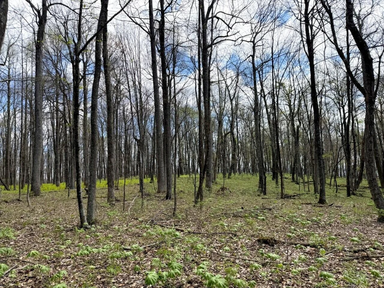 0 Iona RD - Photo 64