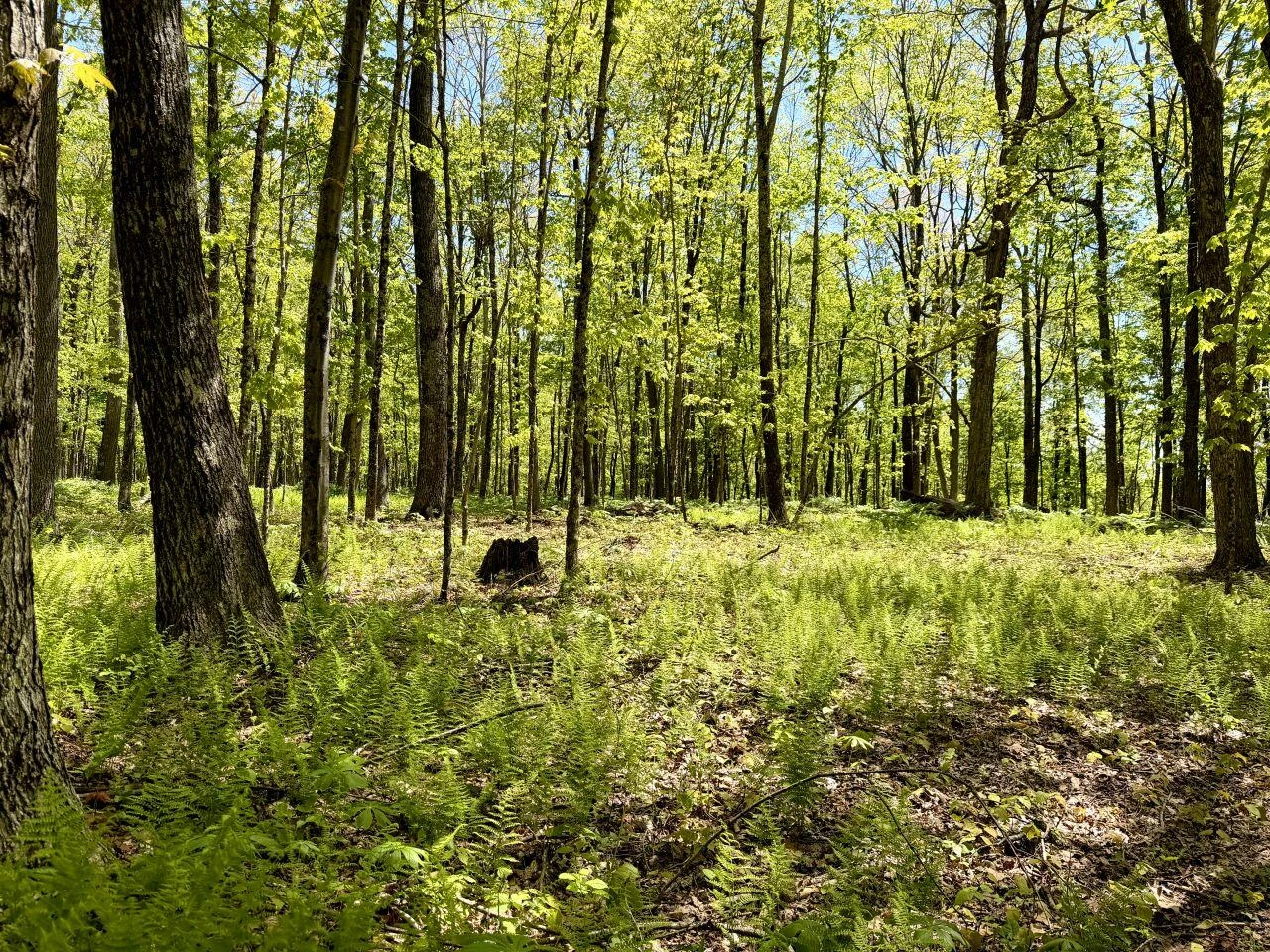 0 Iona RD - Photo 81