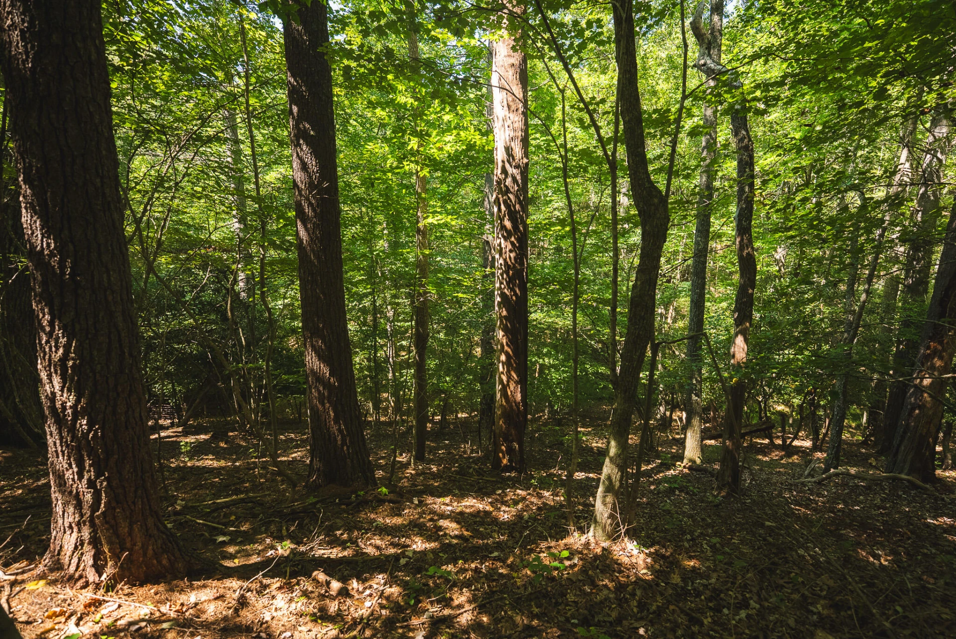 5902 Chestnut Ridge RD - Photo 38