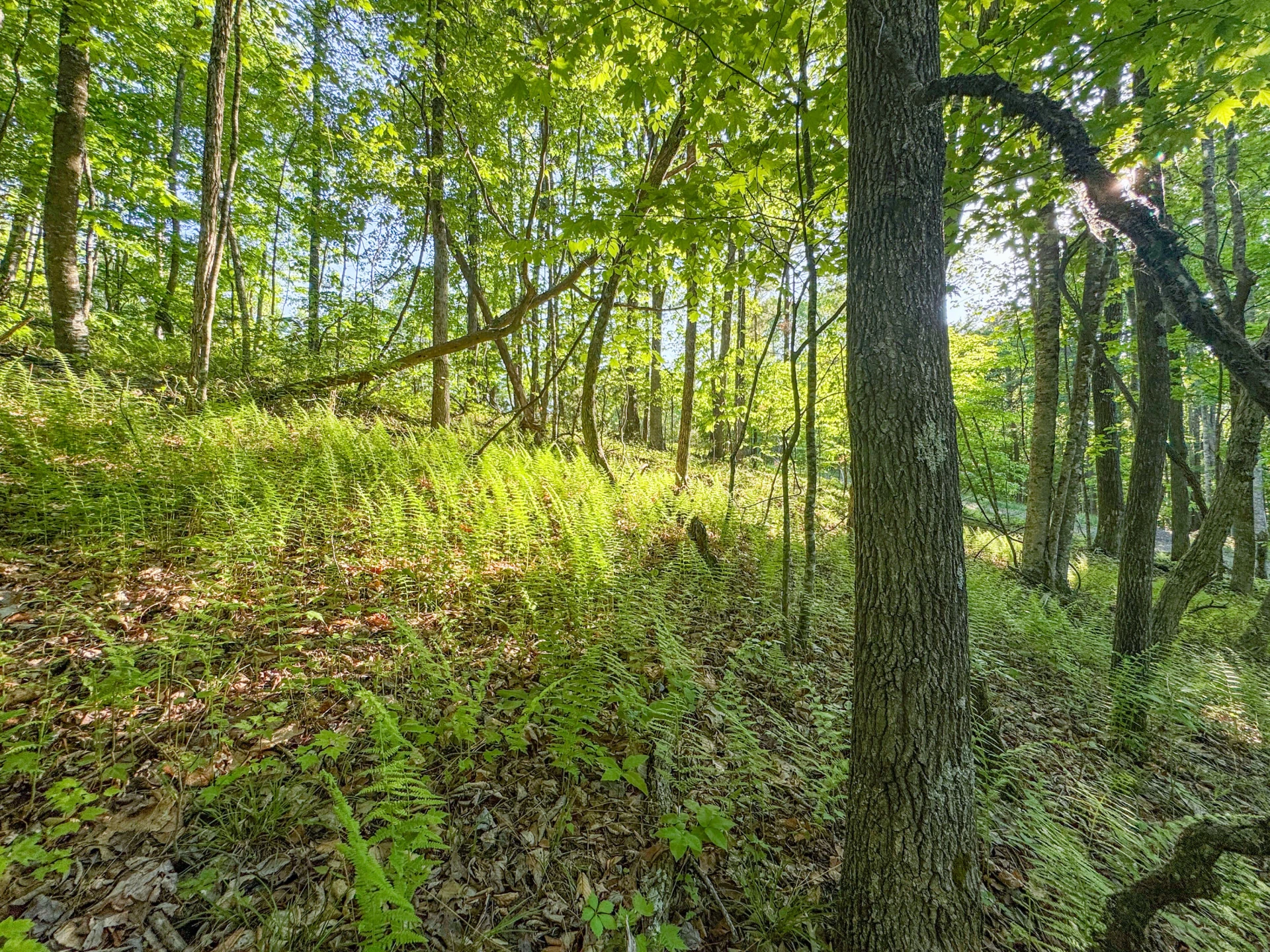 65 Acres Dugspur Rd - Photo 23