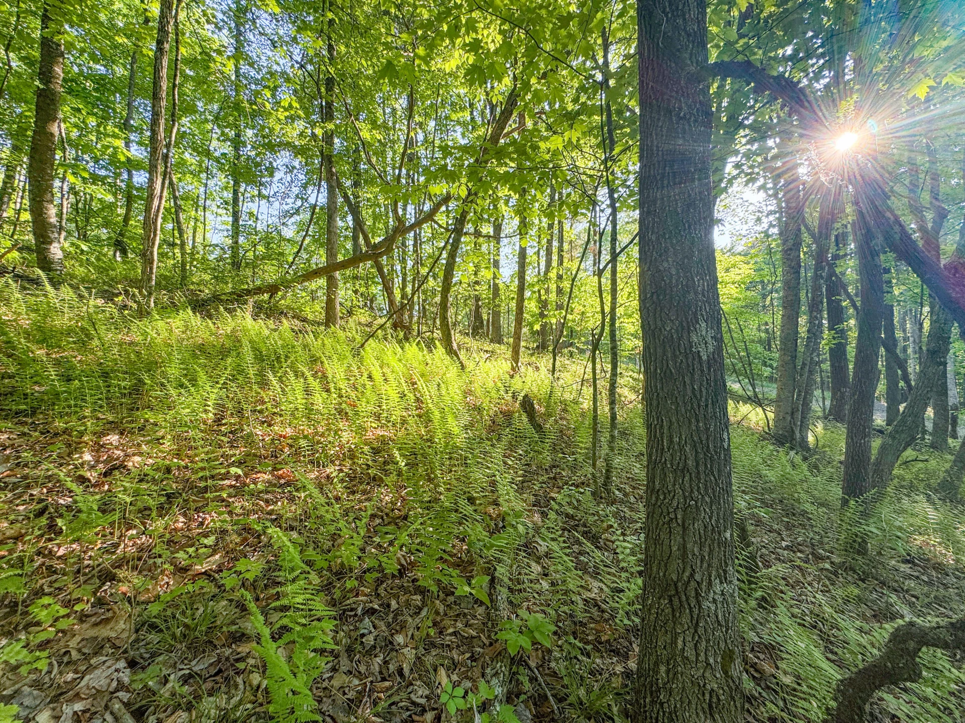 65 Acres Dugspur Rd - Photo 58