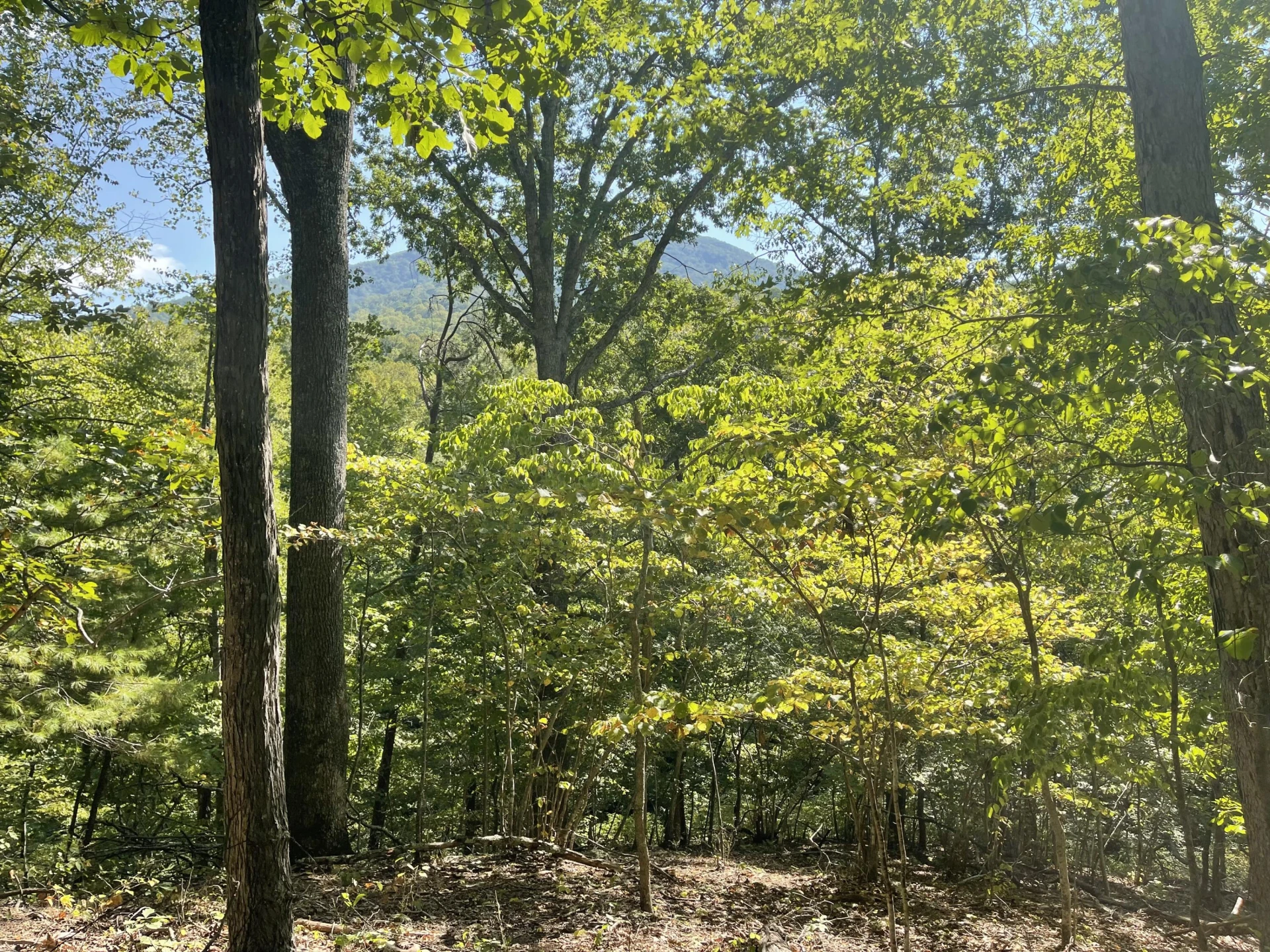 00 Sheep Creek RD - Photo 2