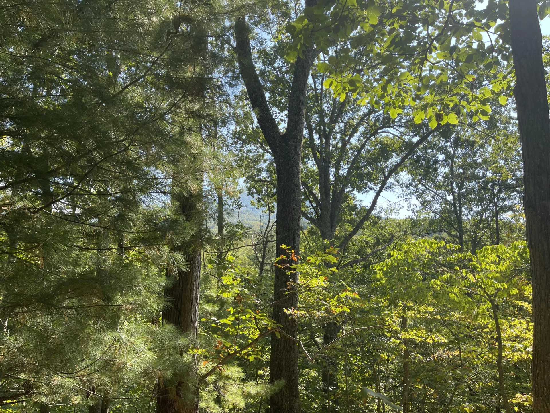 00 Sheep Creek RD - Photo 9
