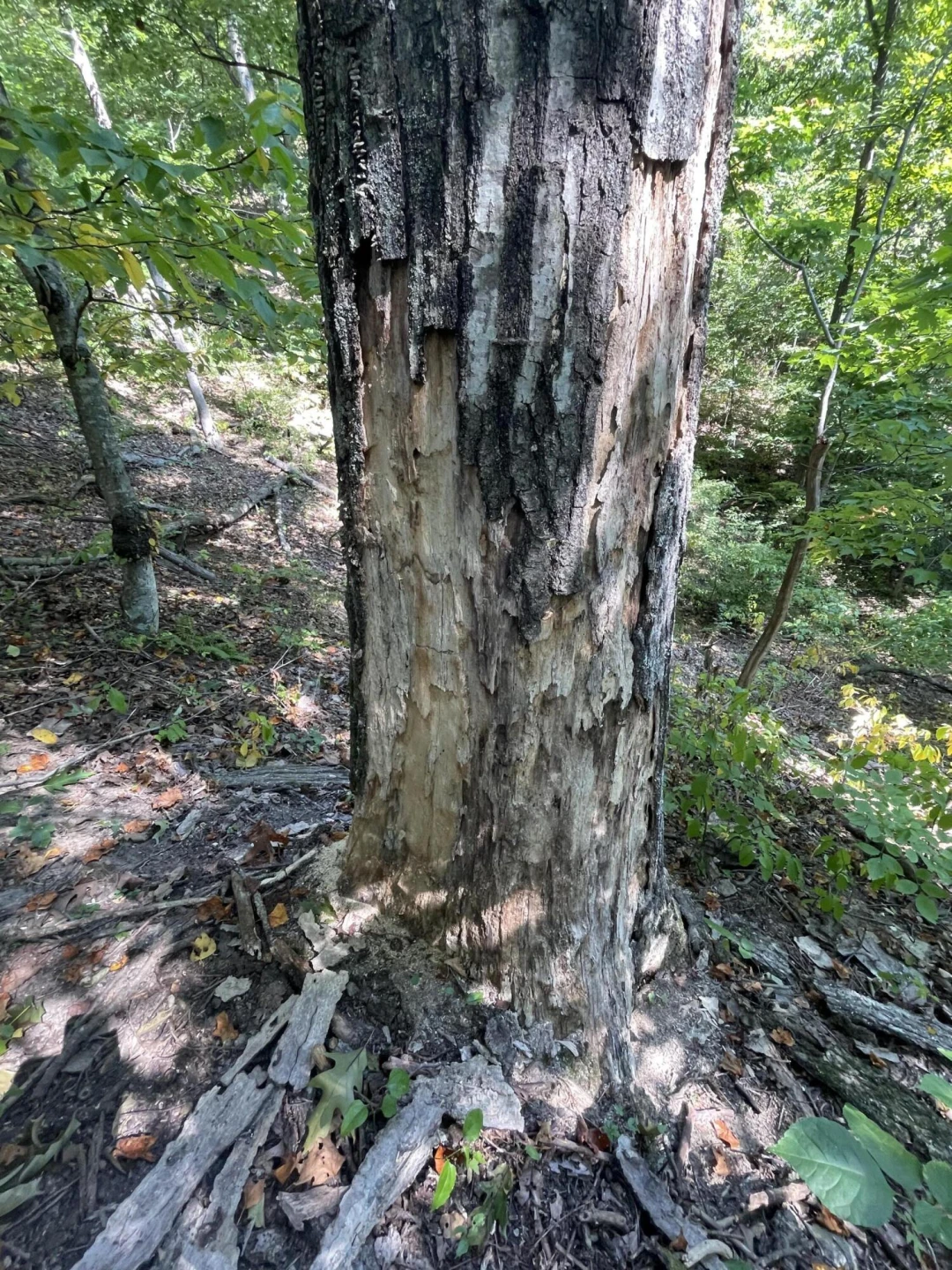00 Sheep Creek RD - Photo 19
