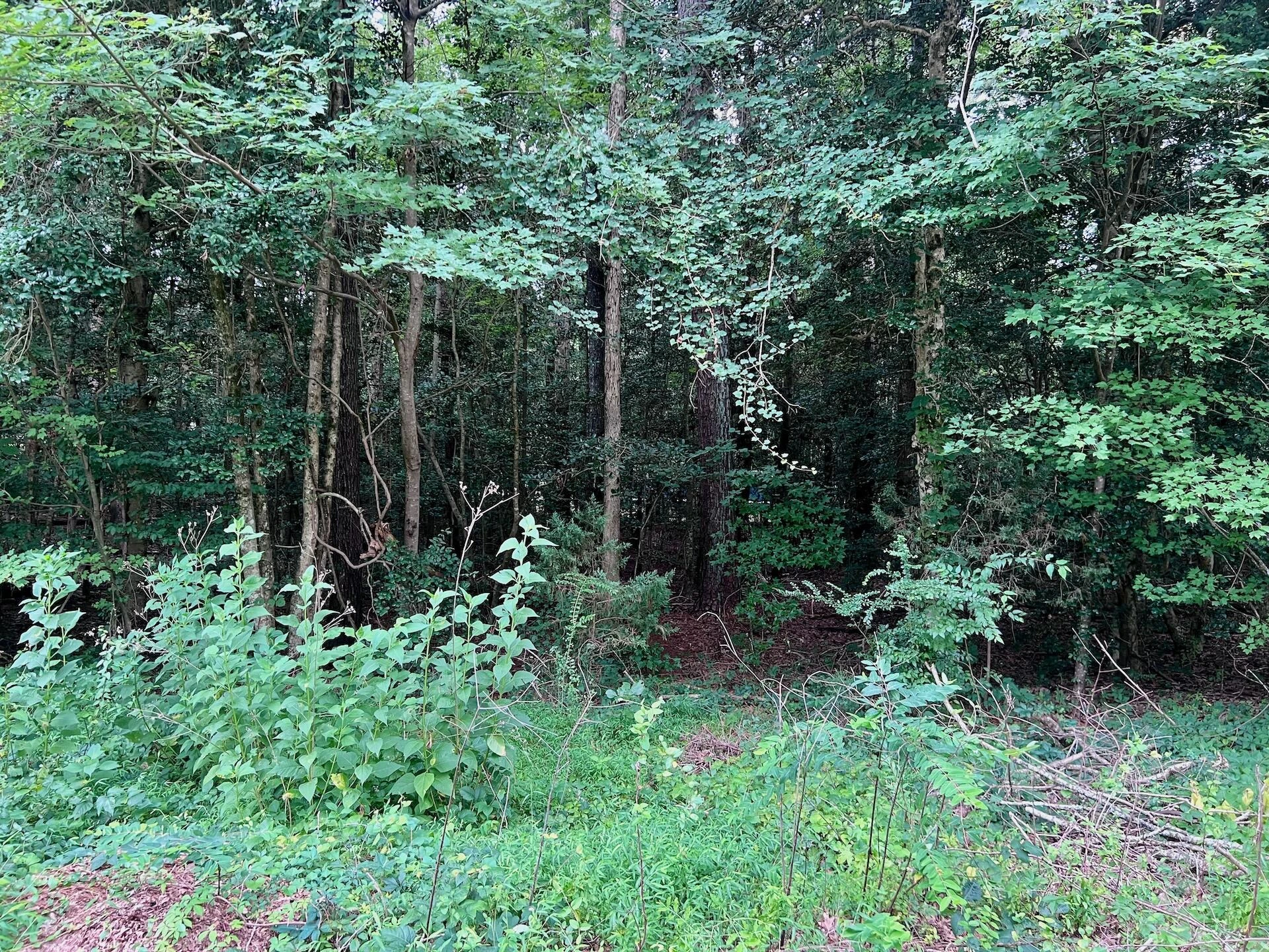 0 Chestnut DR - Photo 24
