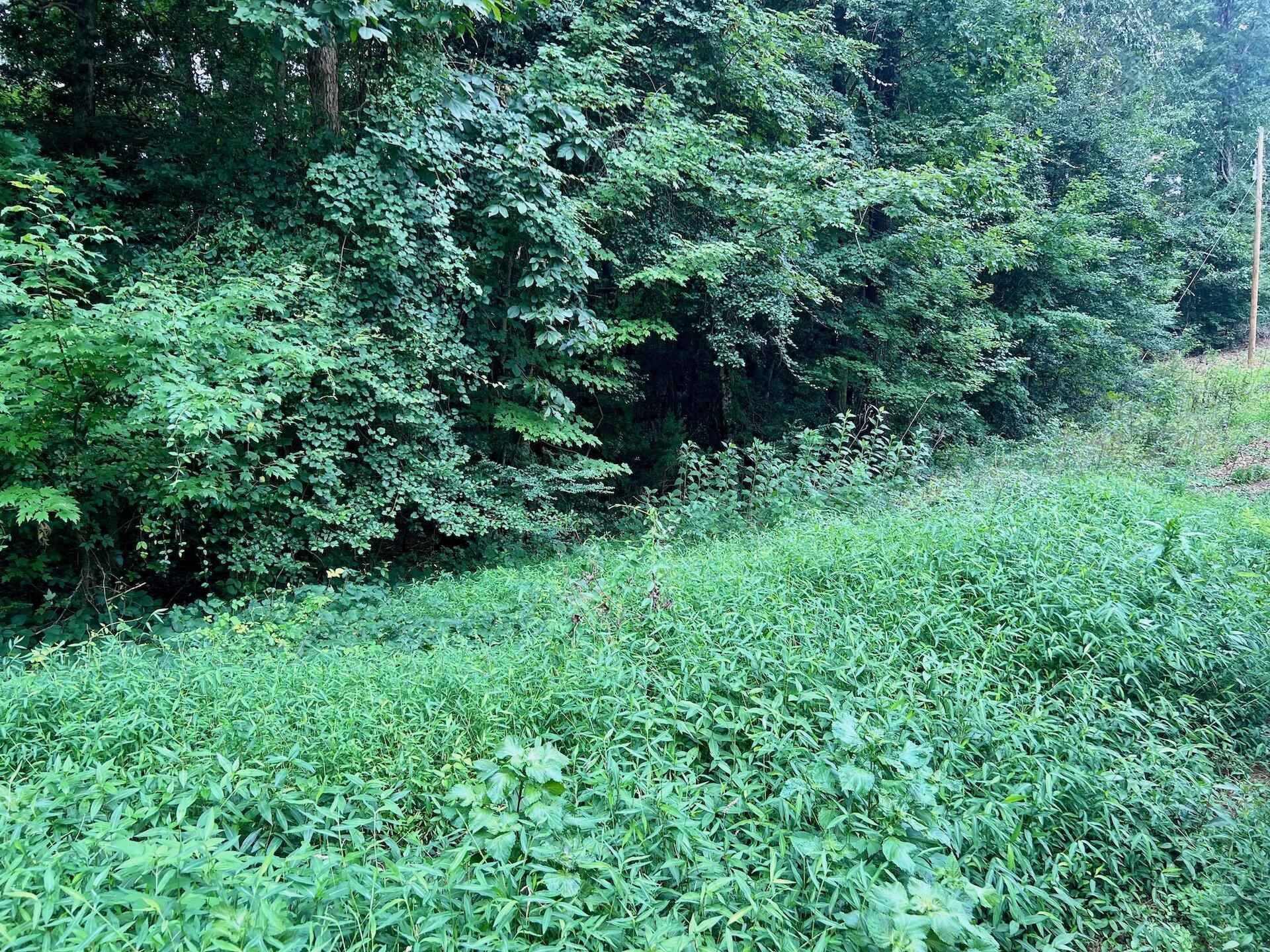 0 Chestnut DR - Photo 31