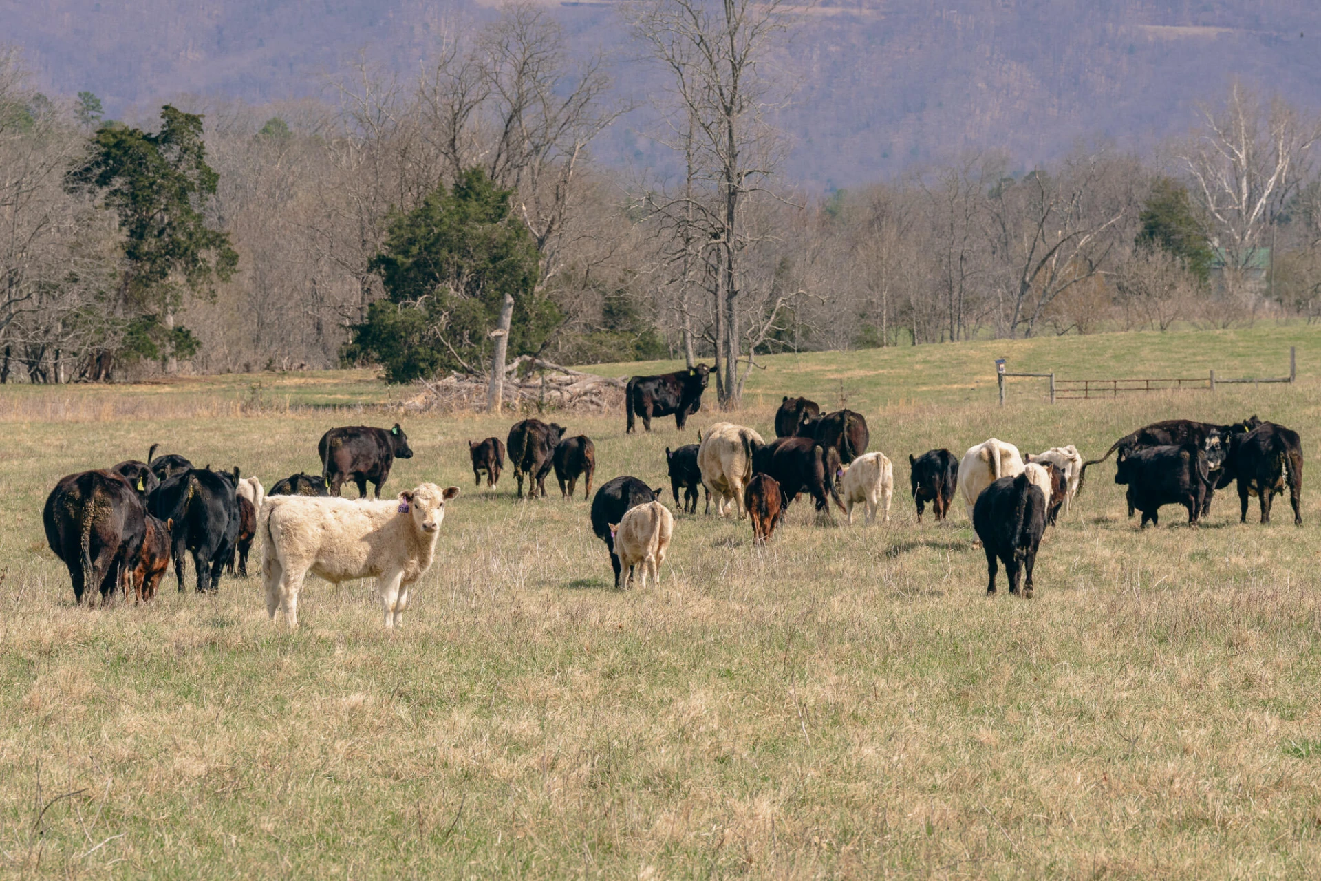 0 Goose Creek Valley RD - Photo 20