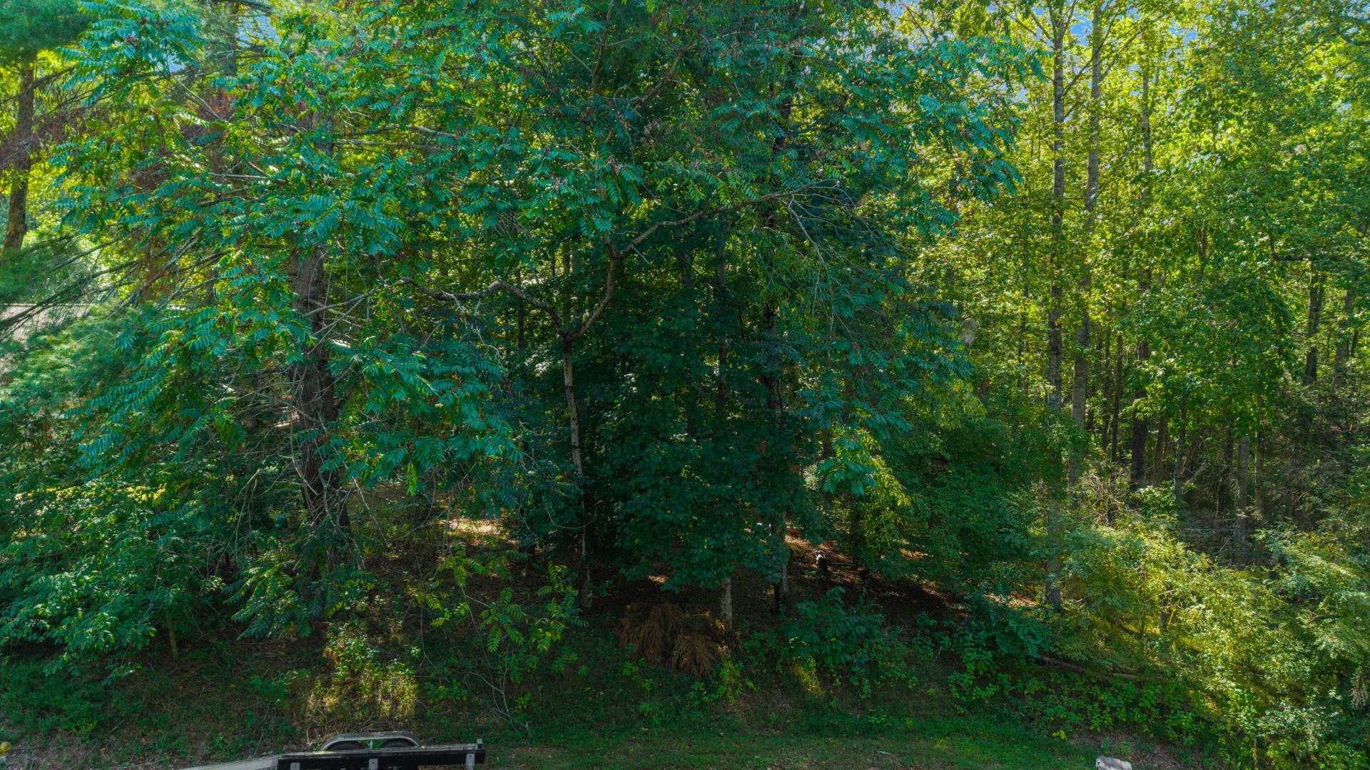 0 Hickory PL - Photo 6