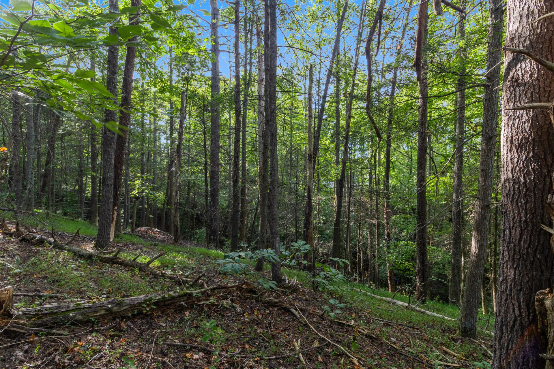 0 Hickory PL - Photo 23