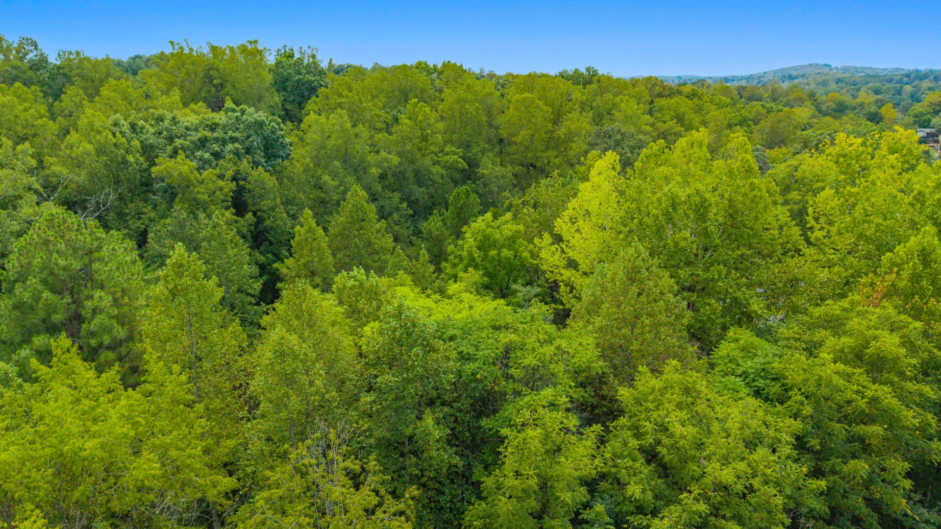 0 Ivy LN - Photo 49