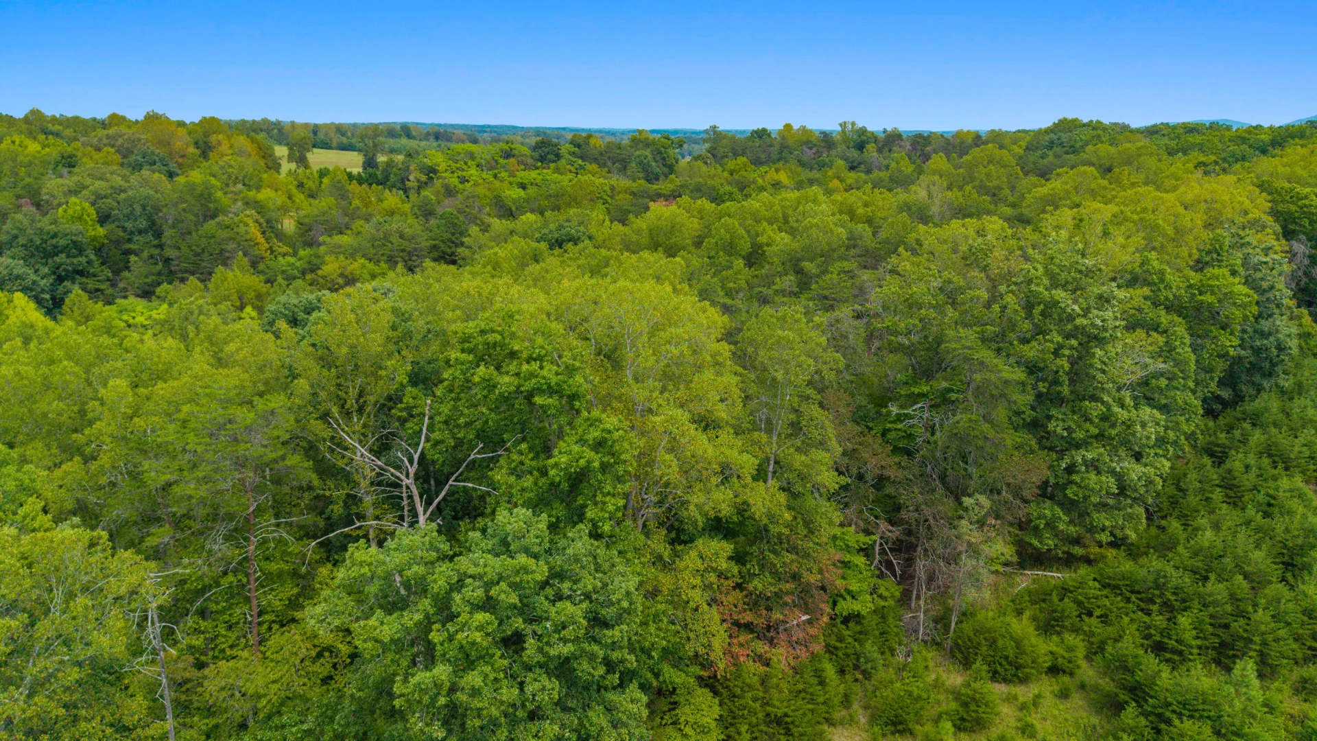 0 Ivy LN - Photo 51