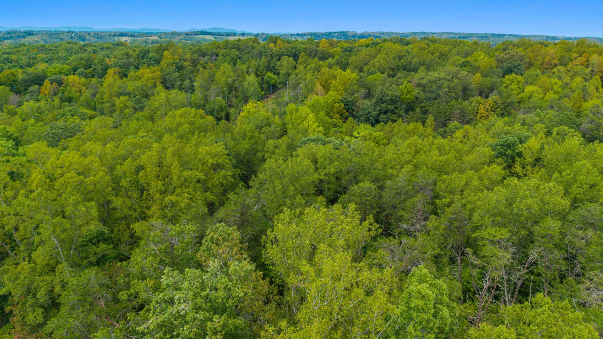 0 Ivy LN - Photo 52