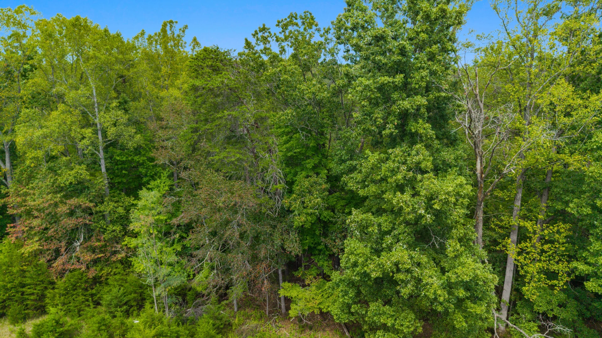 0 Ivy LN - Photo 53