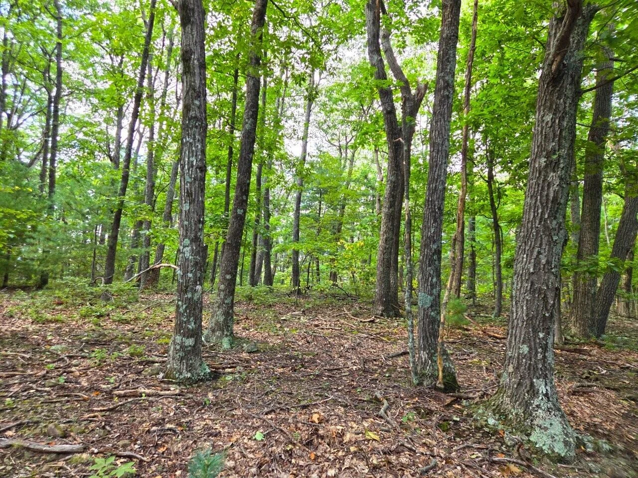 0 Poor Mountain RD - Photo 13