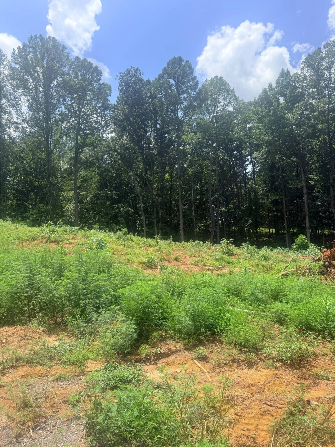 18-Lot Oriole Court - Photo 2