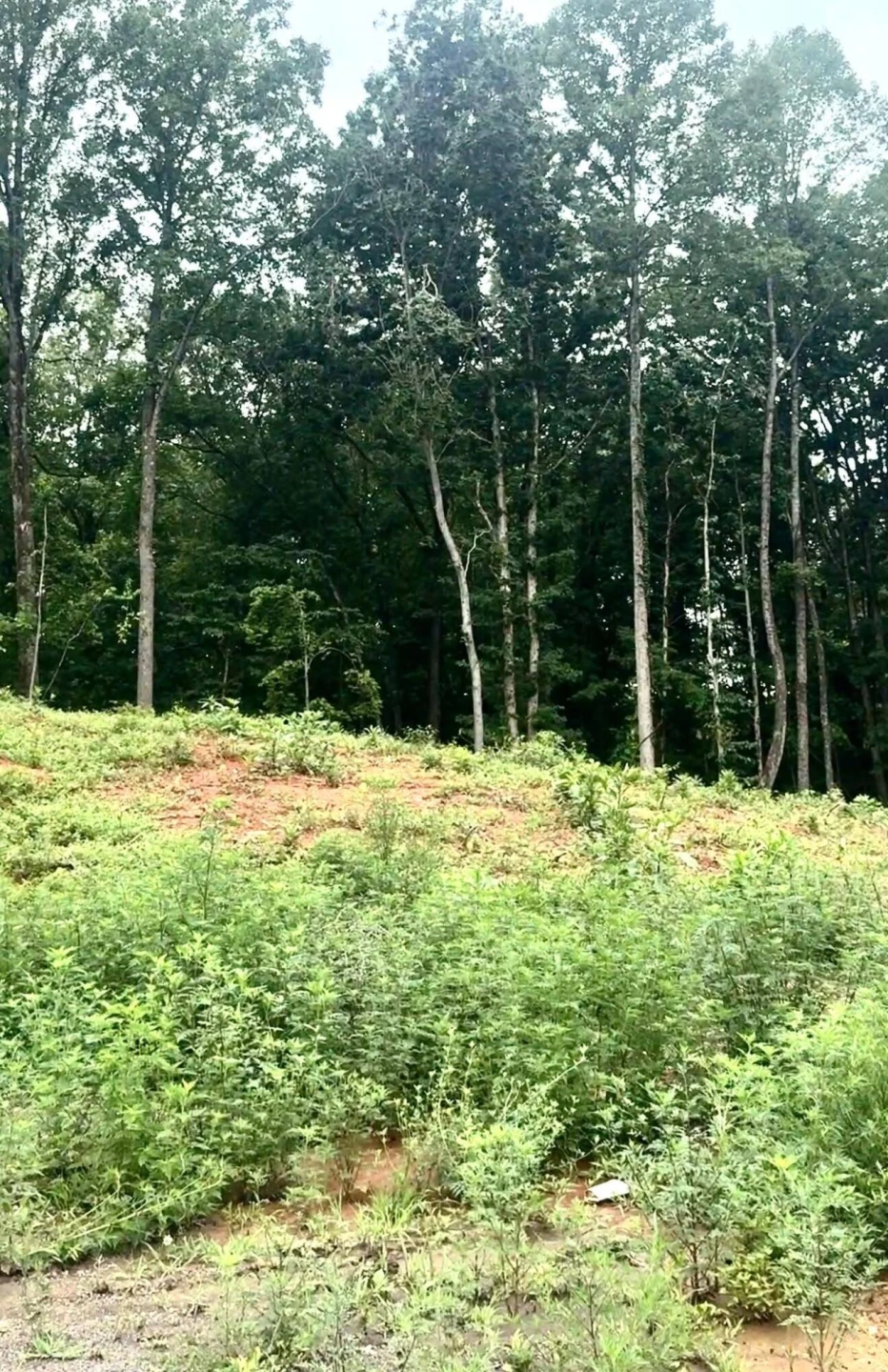 20-Lot Oriole Court - Photo 2