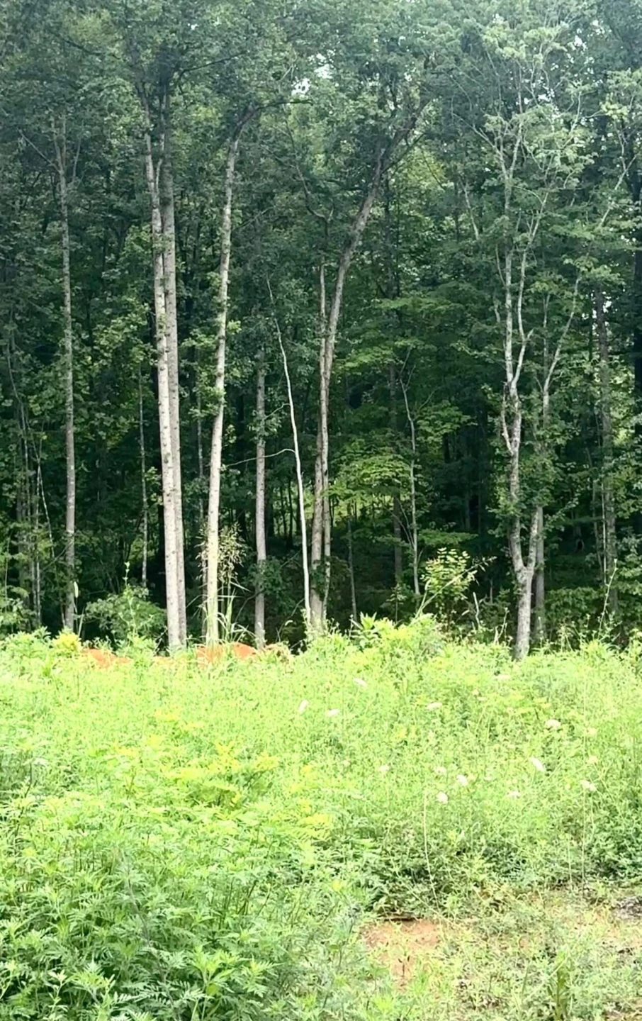 20-Lot Oriole Court - Photo 4