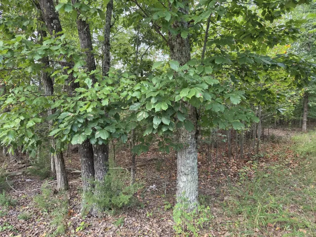 Tract 3 Edwardsville RD, Hardy, VA, 24101