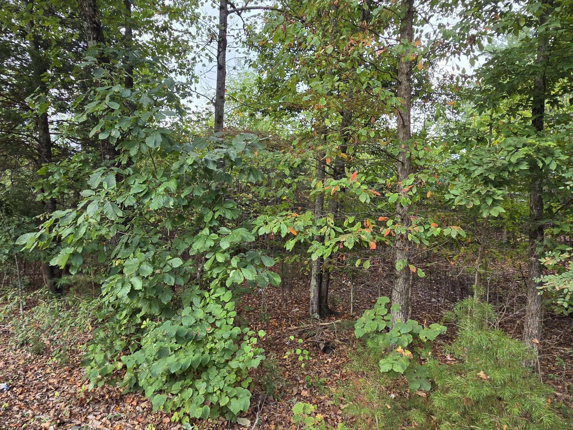 Tract 3 Edwardsville RD - Photo 10