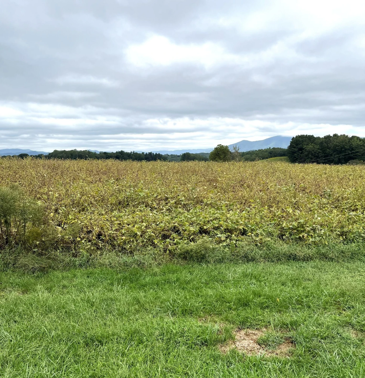 2374 Deyerle Knob RD - Photo 2