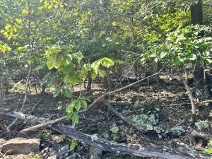 Lot 22 Summit Dr - Photo 3
