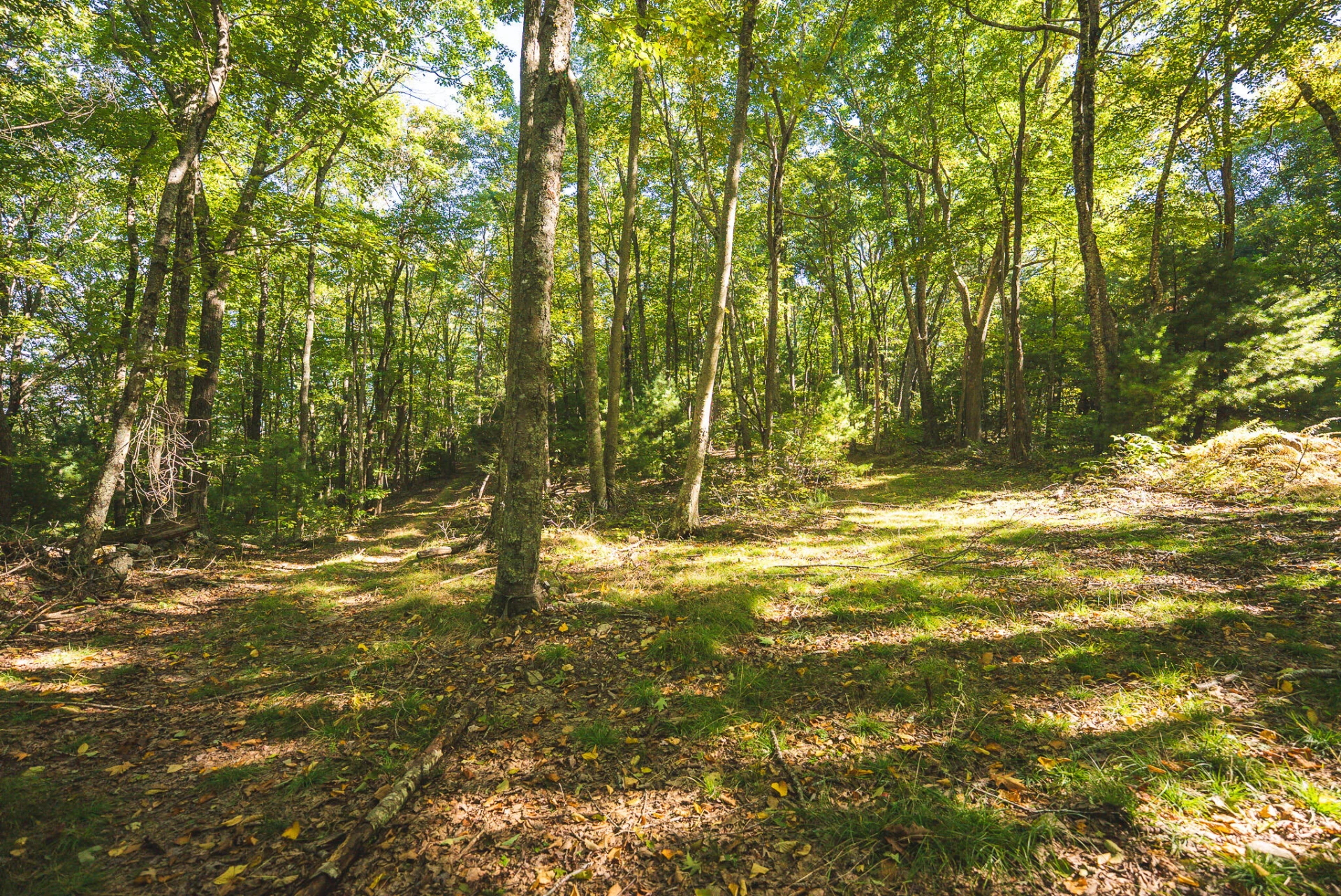 TBD Gator Mountain RD - Photo 2