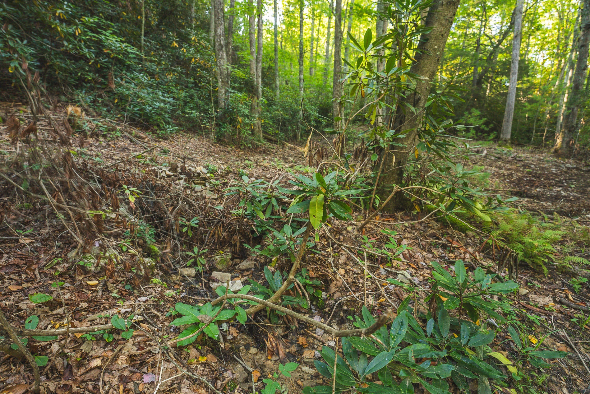 TBD Gator Mountain RD - Photo 21