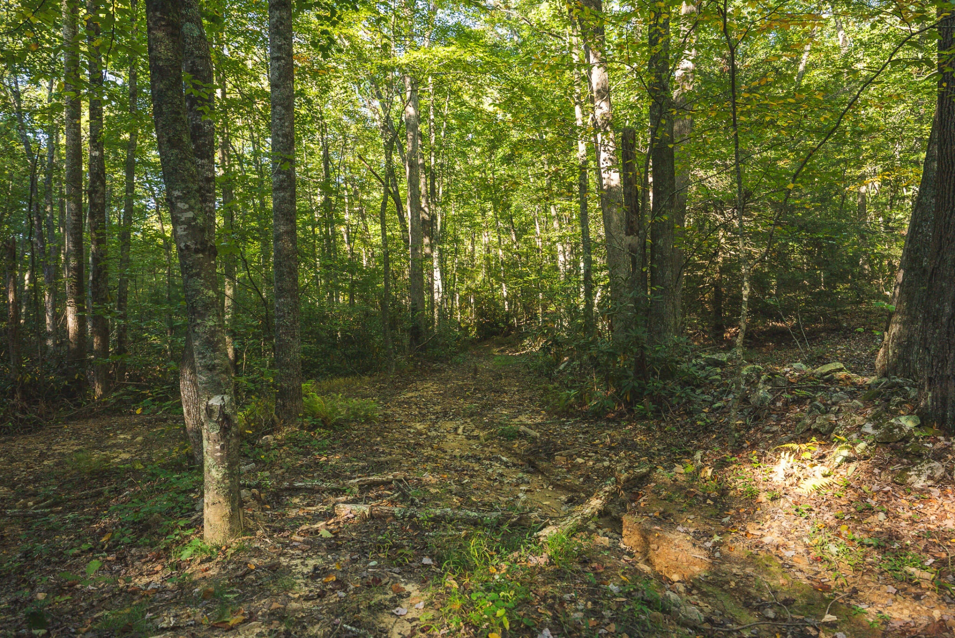 TBD Gator Mountain RD - Photo 25