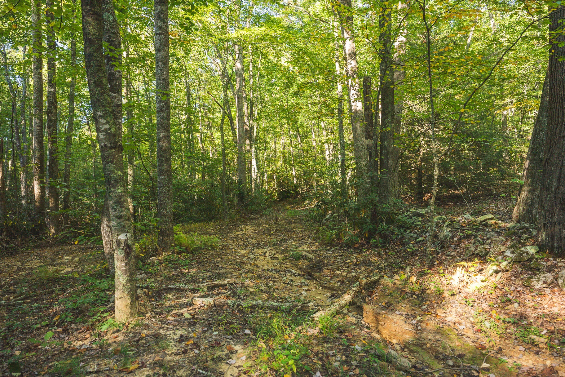 TBD Gator Mountain RD - Photo 26