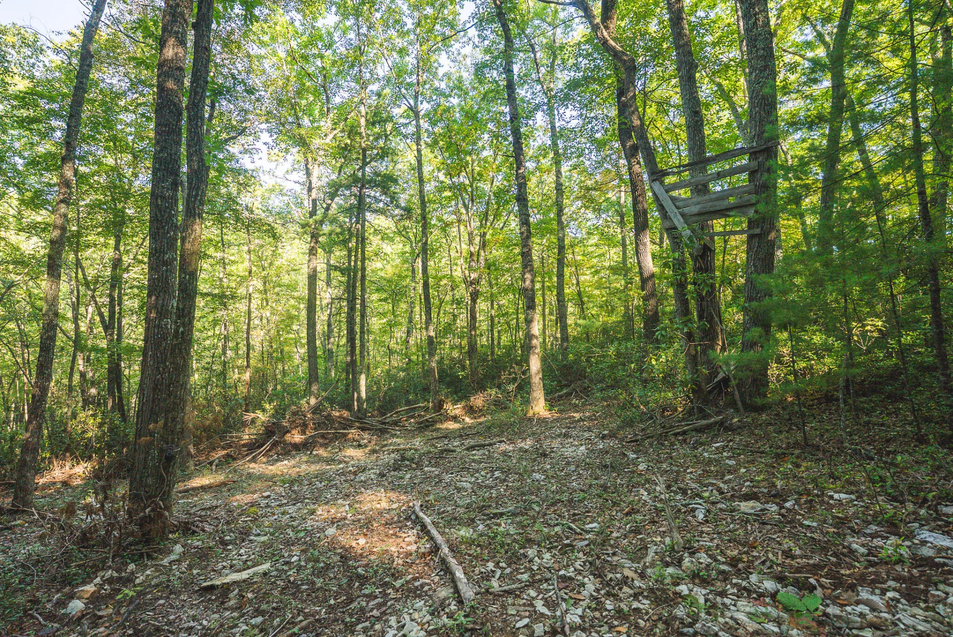 TBD Gator Mountain RD - Photo 29
