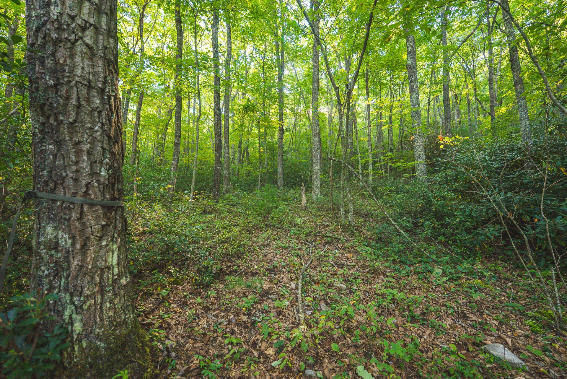 TBD Gator Mountain RD - Photo 31