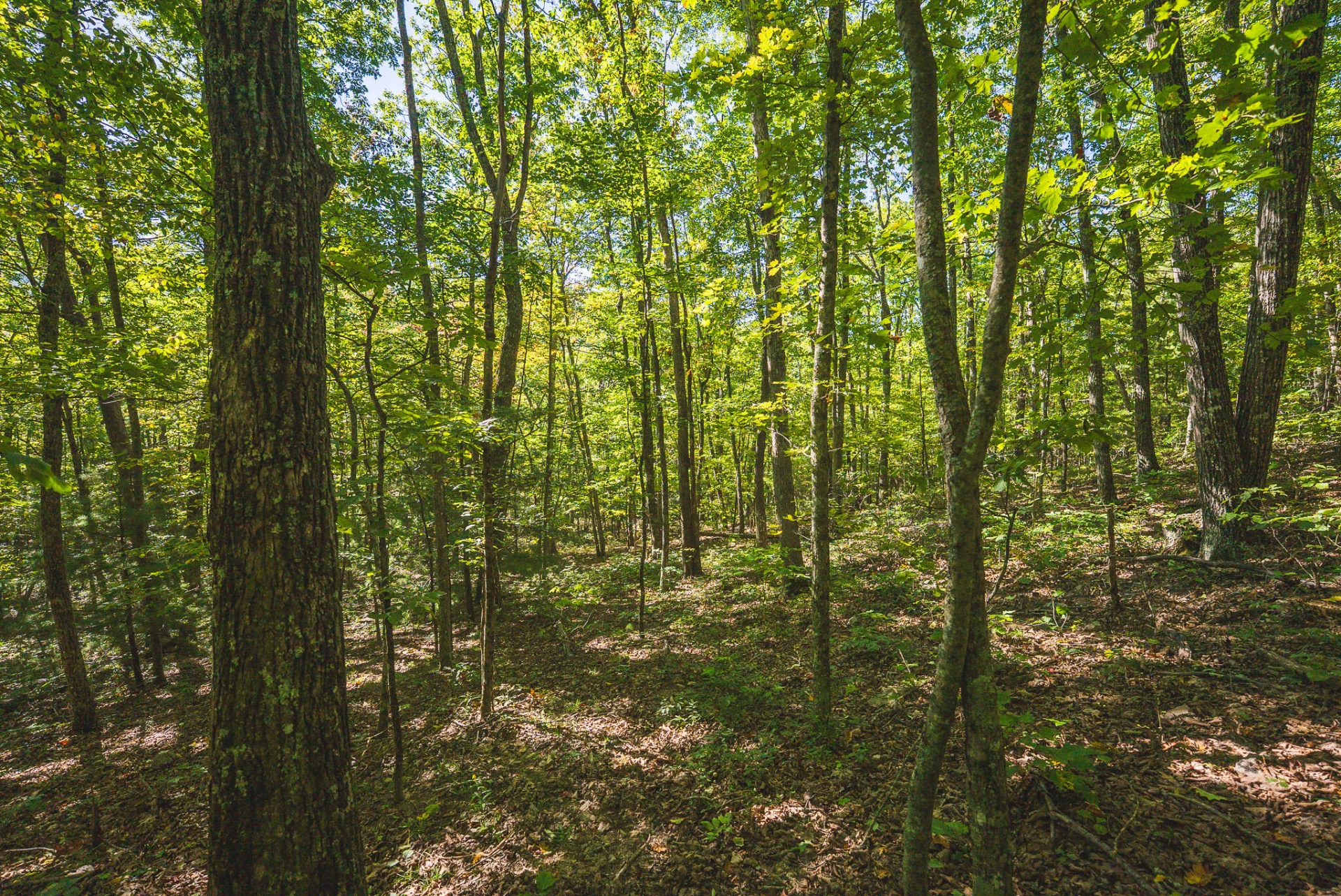 TBD Gator Mountain RD - Photo 32