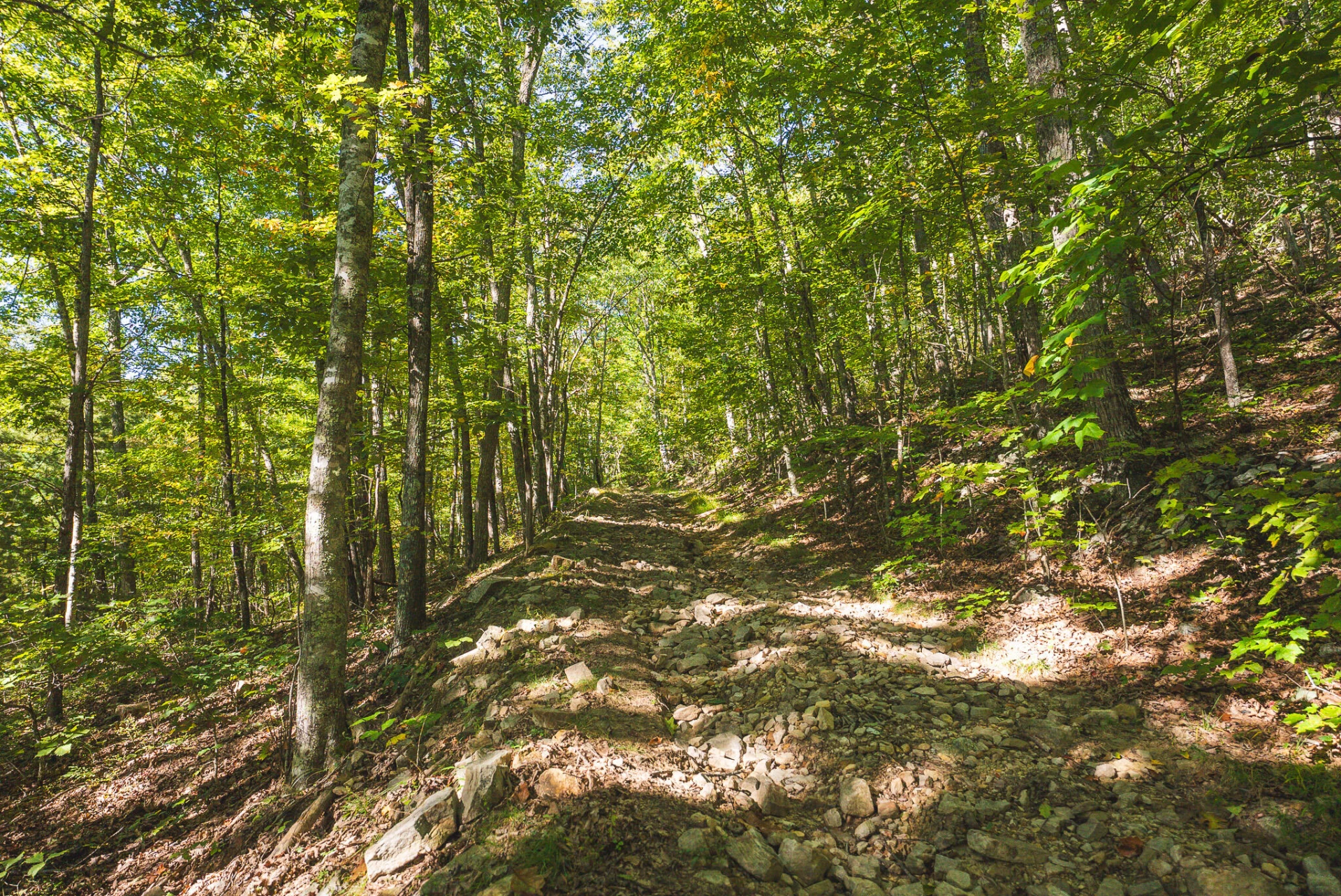 TBD Gator Mountain RD - Photo 33