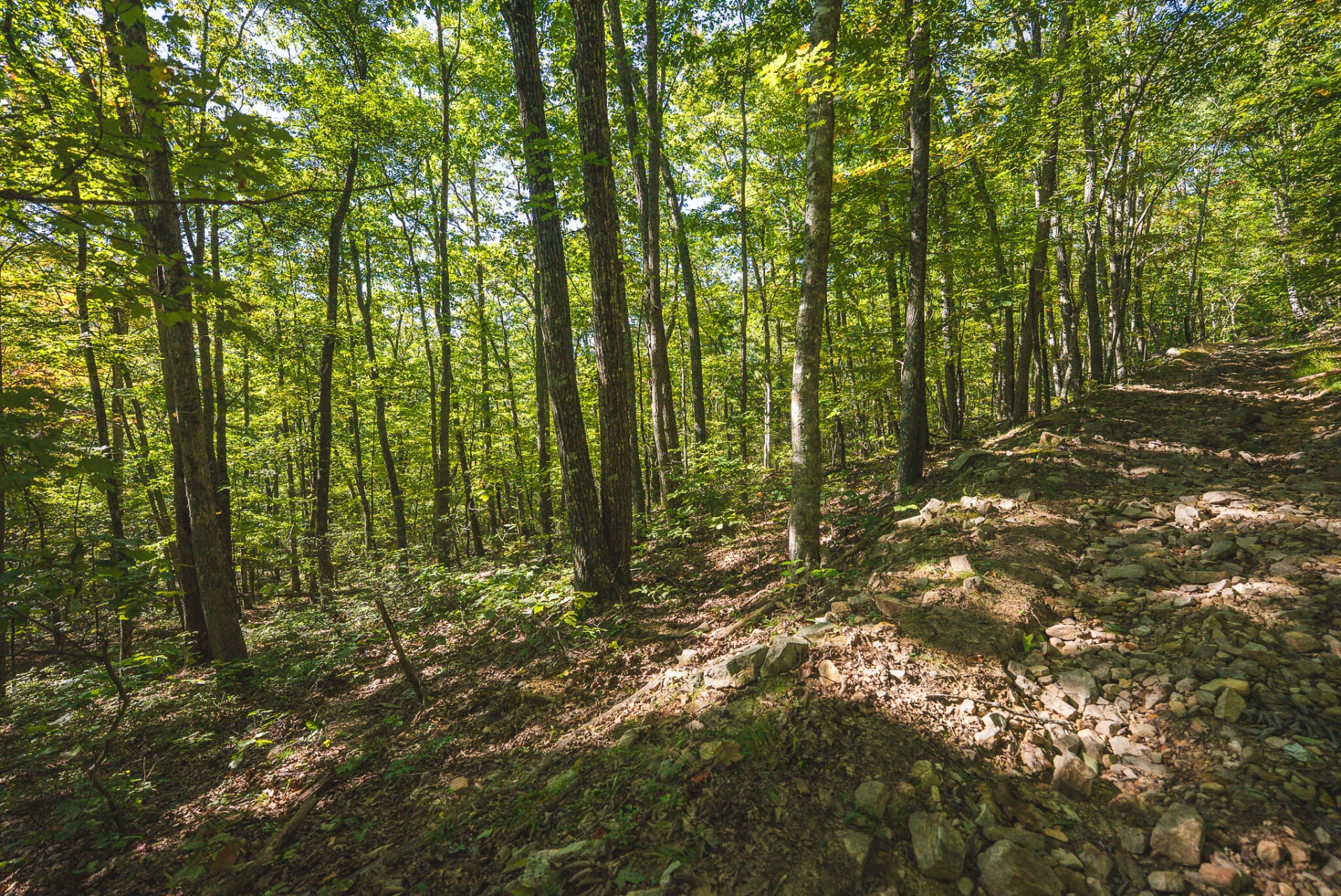 TBD Gator Mountain RD - Photo 34