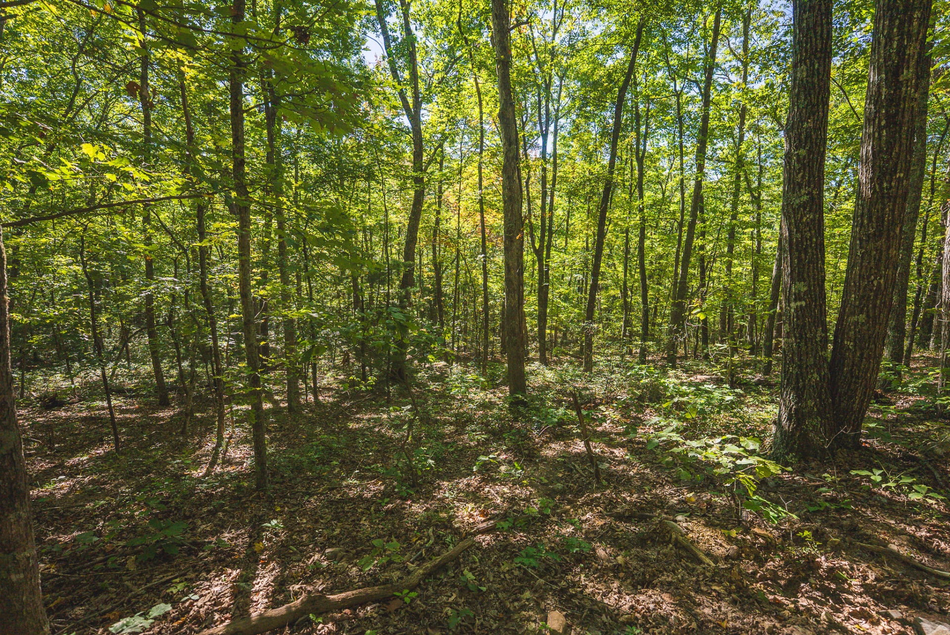 TBD Gator Mountain RD - Photo 35
