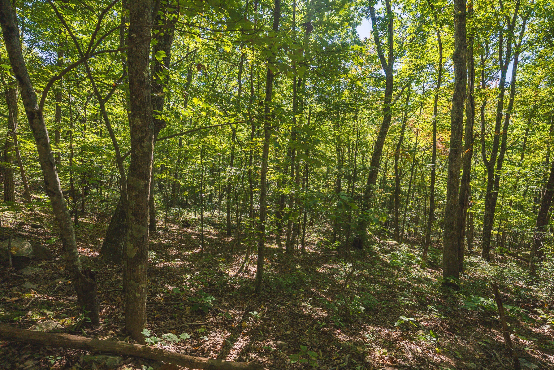 TBD Gator Mountain RD - Photo 36