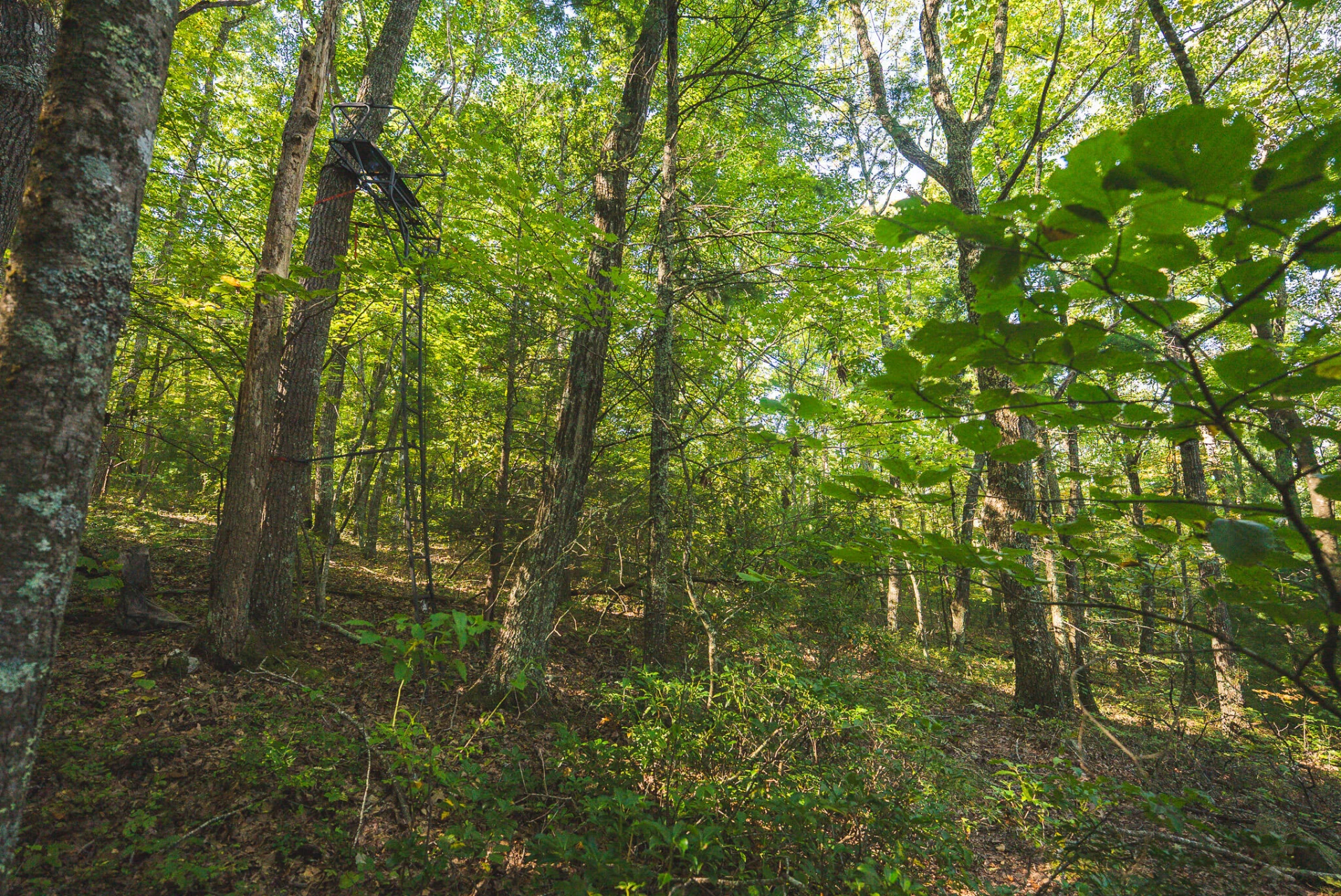 TBD Gator Mountain RD - Photo 42